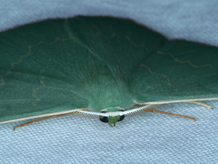 Prasinocyma semicrocea