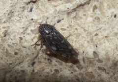 Xestocephalus superbus