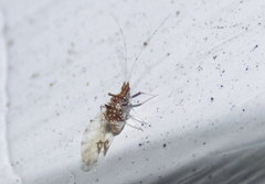 Drepanaphis carolinensis