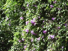 Bignonia