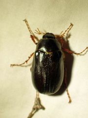 Phyllophaga anxia