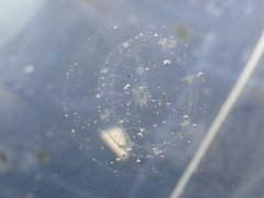 Octophialucium indicum