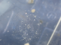 Octophialucium indicum