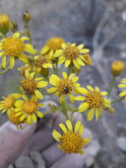 Senecio pinnatus