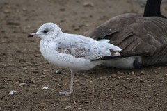 Larus delawarensis