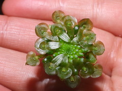 Malaxis histionantha