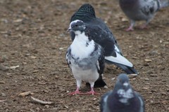 Columba livia domestica
