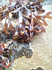 Mazzaella affinis