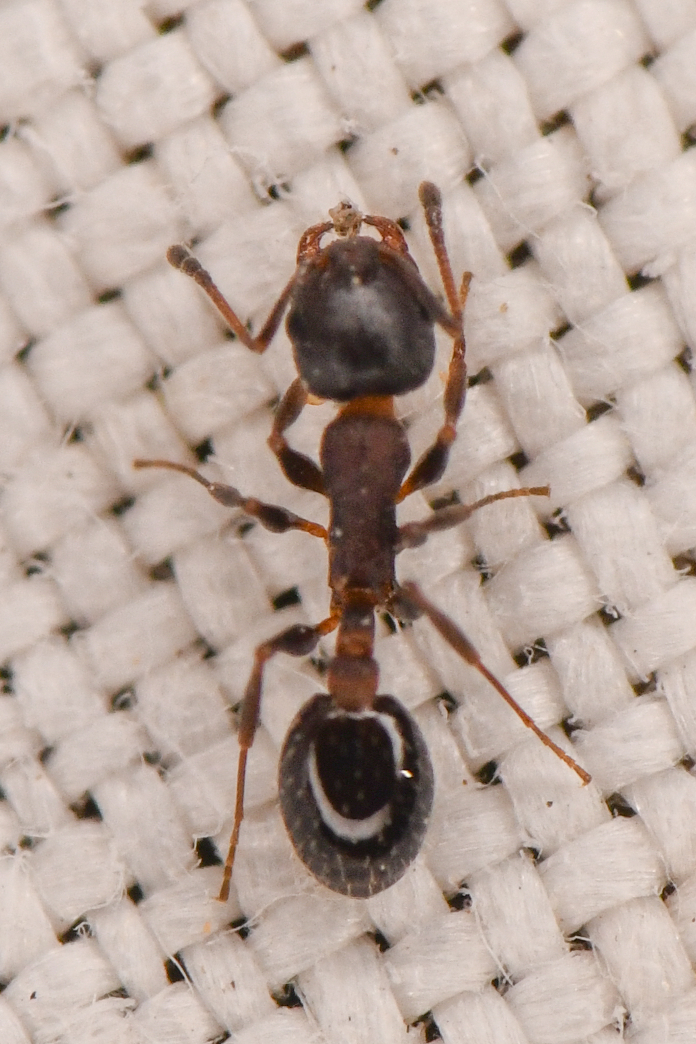 Temnothorax tricarinatus