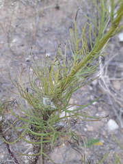 Senecio pinnatus