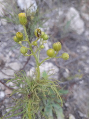 Senecio pinnatus