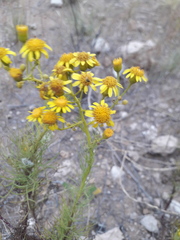 Senecio pinnatus