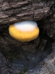 Crepidotus croceotinctus