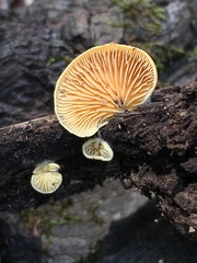 Crepidotus croceotinctus