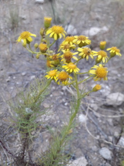 Senecio pinnatus