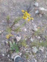 Senecio pinnatus