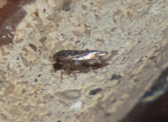 Xestocephalus superbus