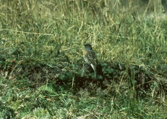 Prunella rubeculoides