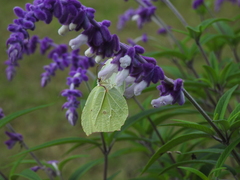 Gonepteryx nepalensis