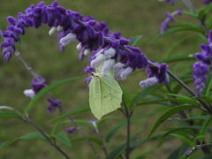 Gonepteryx nepalensis