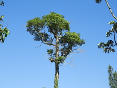 Aspidosperma polyneuron