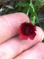 Potentilla thurberi