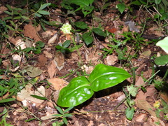 Malaxis histionantha