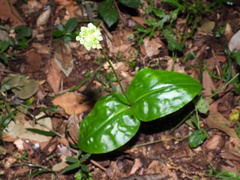 Malaxis histionantha