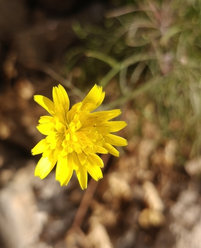 Tolpis succulenta
