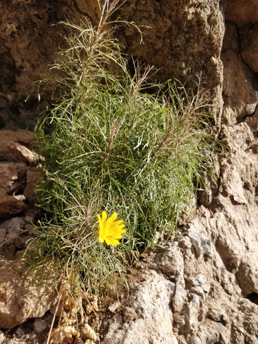 Tolpis succulenta