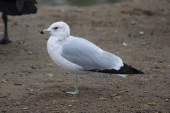 Larus delawarensis