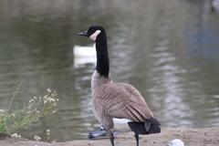 Branta canadensis moffitti