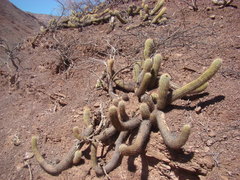 Trichocereus angelesiae