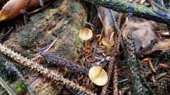 Mycena aurantiomarginata