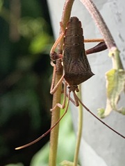 Mictis longicornis