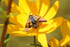 Cisseps fulvicollis