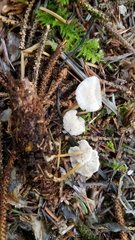 Strobilurus occidentalis