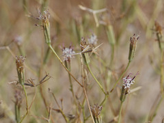 Palafoxia arida