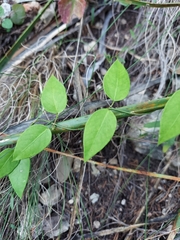 Metastelma barbigerum