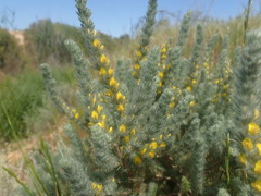 Aspalathus muraltioides