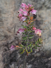 Erica grata