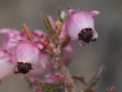 Erica grata