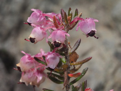 Erica grata