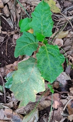 Solanum inaequilaterum
