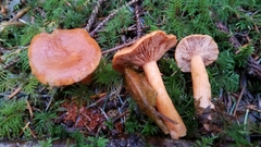 Lactarius luculentus