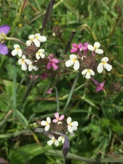 Triphysaria versicolor