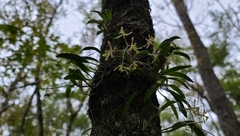 Epidendrum conopseum image
