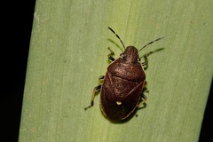 Lubentius marginellus