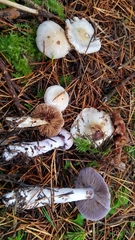 Cortinarius oregonensis