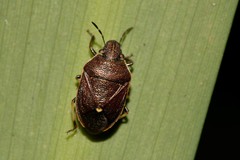 Lubentius marginellus